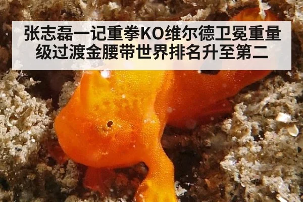 张志磊一记重拳KO维尔德卫冕重量级过渡金腰带世界排名升至第二